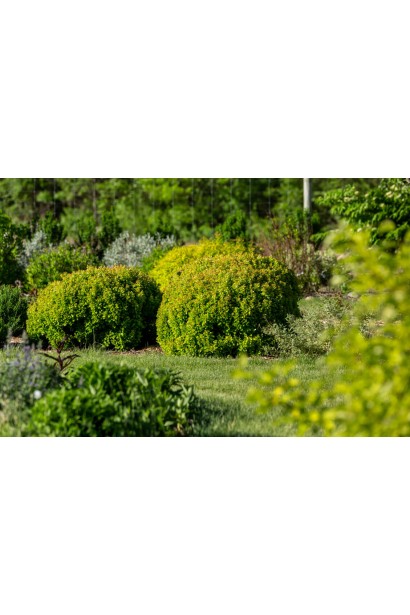 Декоративний барбарис Лімончелло